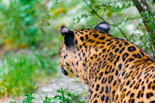 Hunting leopard in wild nature