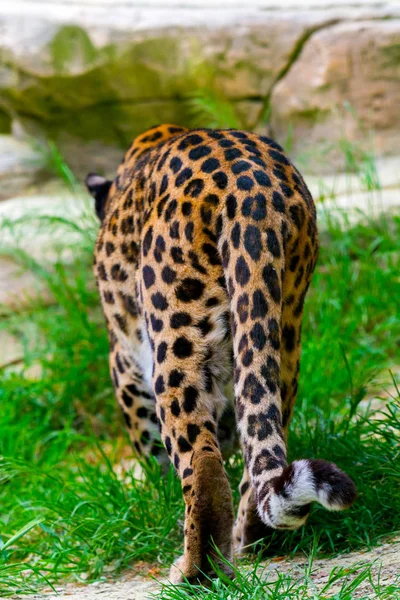 Охота на леопарда на природе — стоковое фото