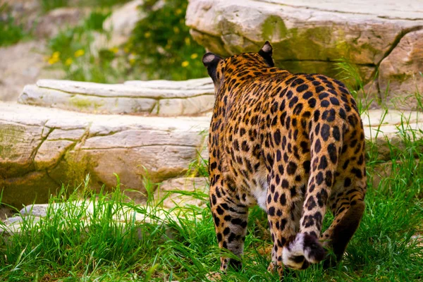 Caça leopardo na natureza selvagem — Fotografia de Stock
