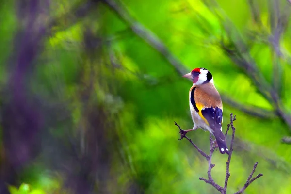 Pintor europeu Carduelis carduelis na natureza — Fotografia de Stock