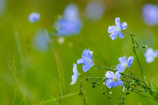 Flores azules de lino en un campo sobre fondo verde, en verano, de cerca, poca profundidad de campo — Foto de Stock