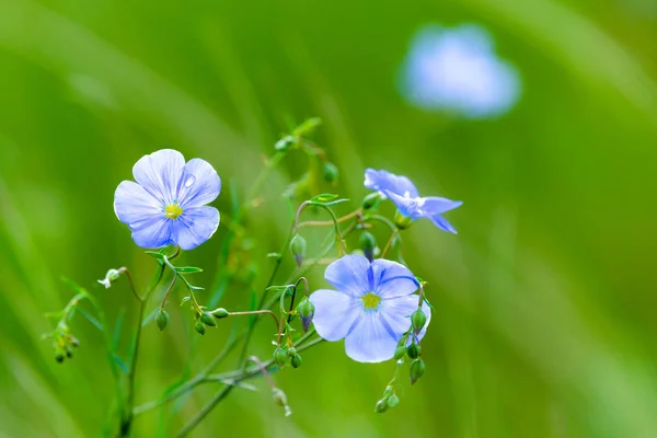 Niebieskie kwiaty lnu w polu na zielonym tle, latem, zbliżenie, płytka głębokość pola — Zdjęcie stockowe