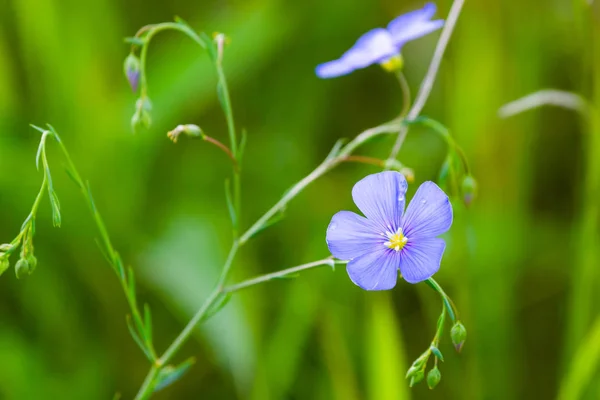 Blue flowers of flax in a field against green background, in summer, close up, shallow depth of field — Stock Photo, Image