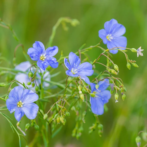 Blue flowers of flax in a field against green background, in summer, close up, shallow depth of field — Stock Photo, Image