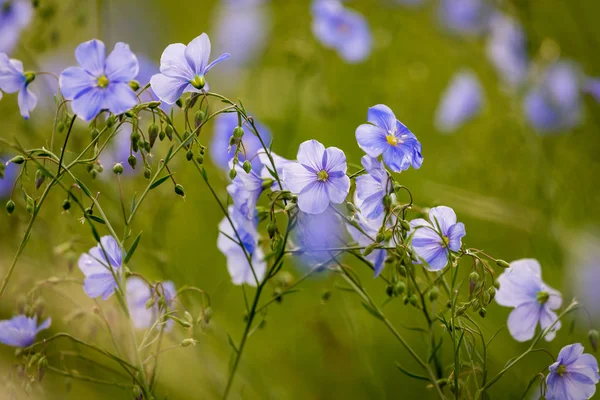 Blaue Flachsblüten auf einem Feld vor grünem Hintergrund, im Sommer, Nahaufnahme, geringe Schärfentiefe — Stockfoto