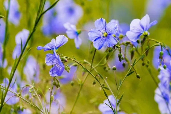 Flores azules de lino en un campo sobre fondo verde, en verano, de cerca, poca profundidad de campo — Foto de Stock
