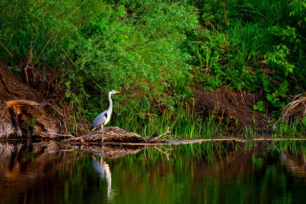 회색 헤론 또는 야생 상태에서 강에 떠 있는 아 데아시네 레아 — 스톡 사진