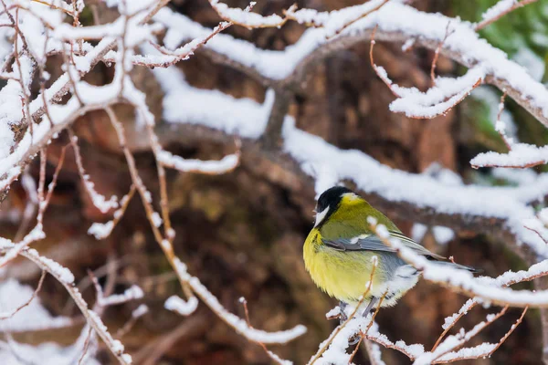 Szép kis madár széncinege vagy Parus nagy madár ül a hó fedett fa ága télen — Stock Fotó