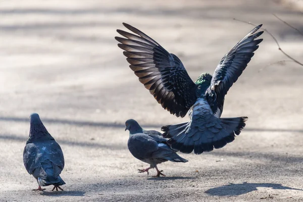 Het paarseizoen van vogels-een mannelijke duif vliegt naar de vrouwelijke duif, zonnige lente dag — Stockfoto