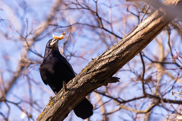 La torre o Corvus frugilegus es un miembro de la familia Corvidae en el orden paseriforme de las aves. —  Fotos de Stock