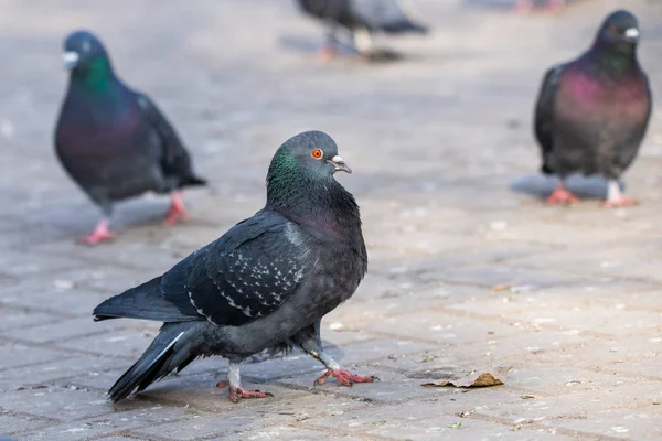 Pigeon Dove in the city streets Urban Birds Flying Sitting Wildlife Feathers Wings — Stock Photo, Image