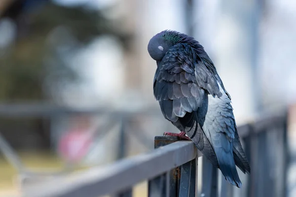 Голубь голубь на улицах города Городские птицы Летают сидя перья дикой природы Крылья — стоковое фото