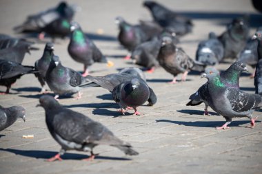 Şehir meydanındaki güvercinler, şehir hayatı, Seçici Odak. Rekreasyon Tatil Konsepti