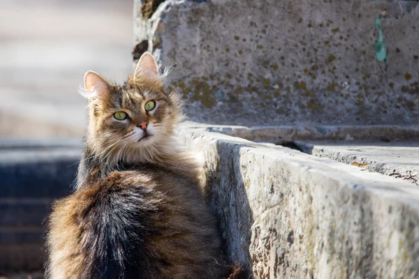 Straat houmloze kat in de zonnige dag — Stockfoto