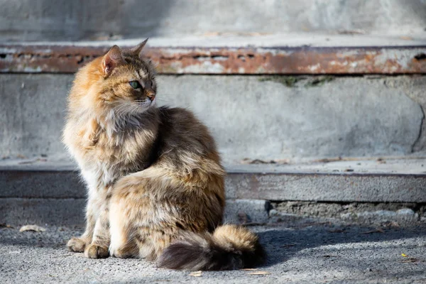 Chat sans toit de rue dans la journée ensoleillée — Photo
