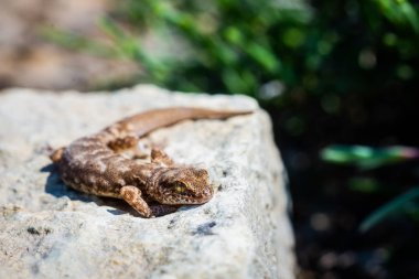 Even-fingered gecko genus Alcophyllex or squeaky gecko in wild nature clipart