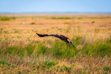 Steppe Kartalı Uçuşu veya Aquila nipalensis
