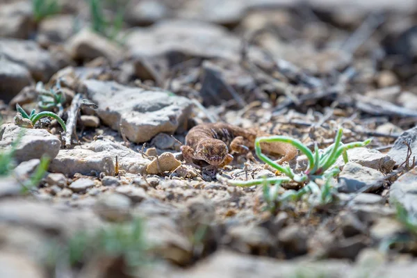 Çift parmaklı kertenkele cinsi Alcophyllex veya vahşi doğada gıcırdayan kertenkele.