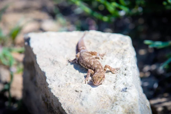 Even-fingered gecko genus Alcophyllex or squeaky gecko in wild nature — Stock Photo, Image