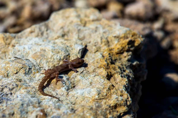 Parzystokopytny gecko rodzaj Alcophyllex lub skrzypiący gecko w dzikiej przyrody — Zdjęcie stockowe