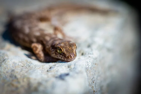 Parzystokopytny gecko rodzaj Alcophyllex lub skrzypiący gecko w dzikiej przyrody — Zdjęcie stockowe