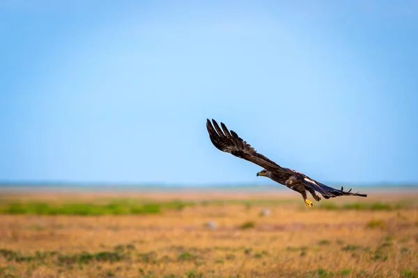 Політ Степового орла або Aquila nipalensis — стокове фото