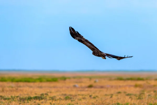 Let stepního orla nebo Aquila nipalensis — Stock fotografie