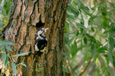 Suriyeli ağaçkakan ya da Dendrocopos Syriacus 'ü deliğinin yanındaki ağaçta kapatın..