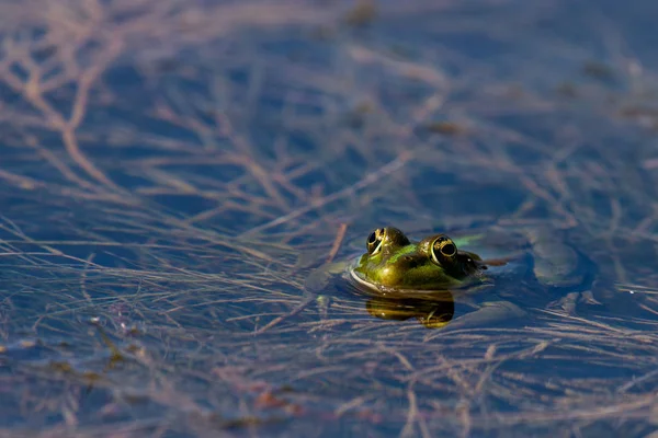 水里的沼泽蛙- -水蚤里的水蚤 — 图库照片