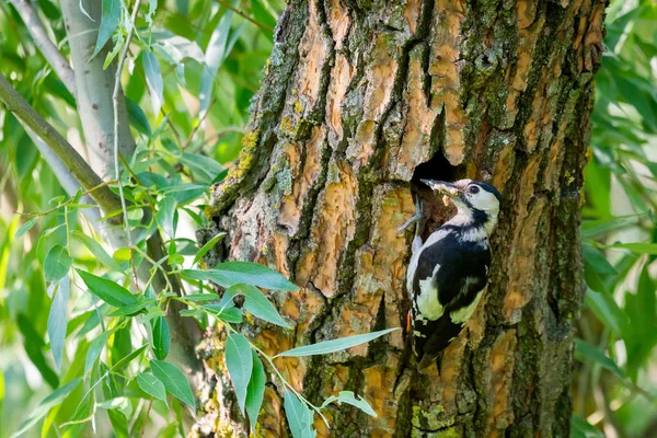 Feche o pica-pau sírio ou Dendrocopos syriacus na árvore ao lado de seu buraco. — Fotografia de Stock