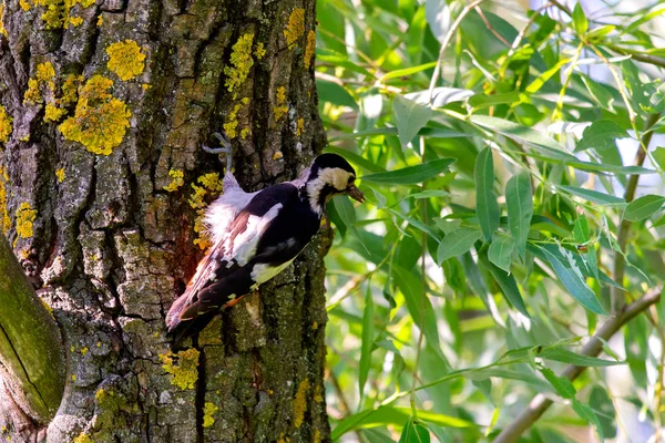 Nahaufnahme des syrischen Spechts oder Dendrocopos syriacus auf einem Baum neben seinem Loch. — Stockfoto