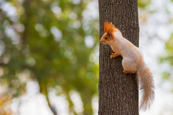 Ένας άγριος σκίουρος που συλλαμβάνεται σε μια κρύα ηλιόλουστη ημέρα του φθινοπώρου, αστείο χαριτωμένο σκίουρος είναι στο δέντρο το φθινόπωρο πάρκο. Πολύχρωμη φύση, φθινοπωρινή εποχή — Φωτογραφία Αρχείου