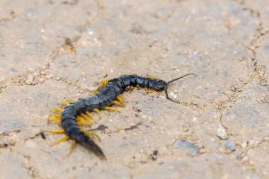 Ortak Çöl Kırkayak veya Scolopendra Polymorpha