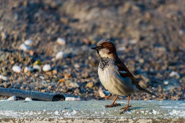 Sparrow op de grond in het stadspark — Stockfoto
