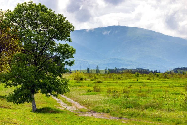 Image of a beautiful alone tree with big crown in spring and dirt road in mountains with clouds on background — Stock Photo, Image