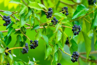 Bahçede çilek ile Sarmaşık veya Hedera sarmal