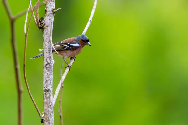 Chaffinch ou Fringilla coelebs pássaro no ramo na floresta — Fotografia de Stock