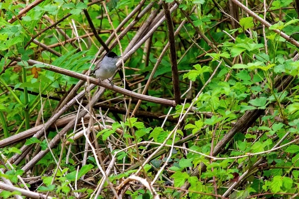 Schwarzkappe, Sylvia atricapilla auf Baumzweigen — Stockfoto