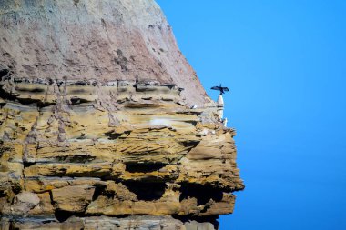 Uçurumlarda tüneyen karabatak kuşları, sahil kayaları ya da tüylerini kurutan kayalıklar..