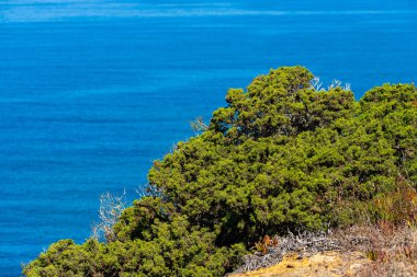 Deniz kıyısındaki kayada yeşil çalılar. Çalılıklara seçici bir odaklanma. Sığ alan derinliği ile. Deniz manzarasının arka planında çalıolan manzara