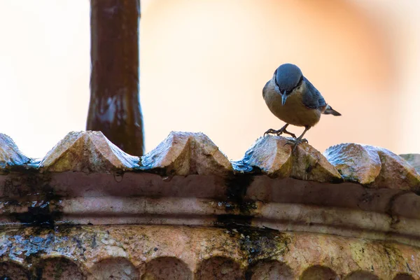 白色酿造的 nuthatch-加拿大实塔 — 图库照片