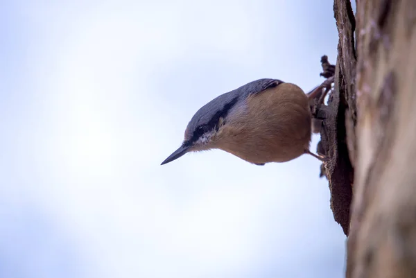 Kleiber mit weißen Brüsten - sitta canadensis — Stockfoto