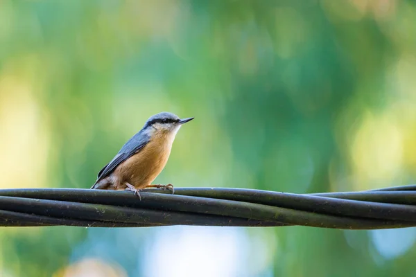 Nuthatch - Sitta Canadensis pássaro em fio de linha de energia — Fotografia de Stock