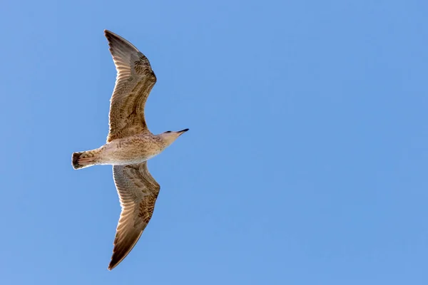 Gaviota en vuelo en la naturaleza — Foto de Stock