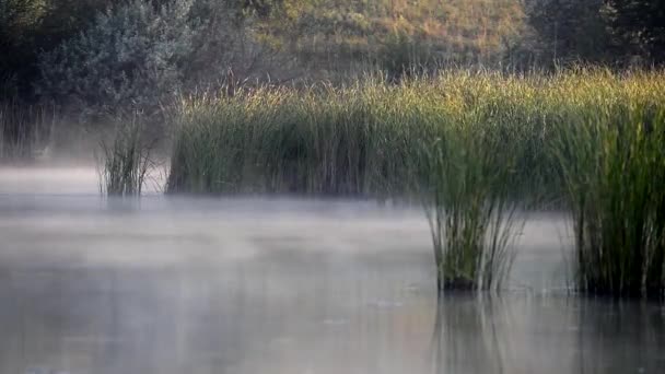 Mattina nebbia sull'acqua del lago o stagno. Nebbia appesa sulla superficie dell'acqua del lago. Fumo su un'acqua . — Video Stock