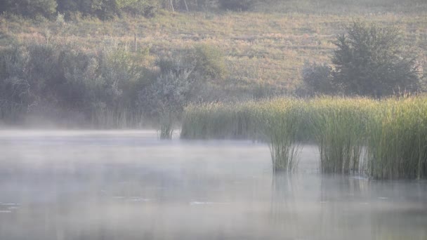 Mattina nebbia sull'acqua del lago o stagno. Nebbia appesa sulla superficie dell'acqua del lago. Fumo su un'acqua . — Video Stock