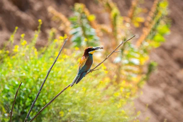 European bee-eater or Merops Apiaster in natural habitat — Stock Photo, Image