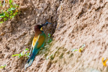 Avrupa arı yiyici ya da doğal yaşam alanında Merops Apiaster