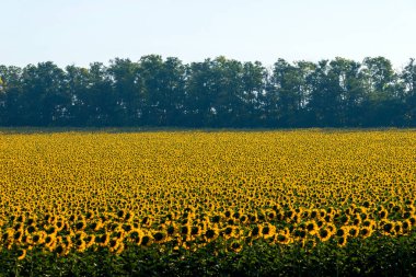 Yaz ayçiçeklerinin muhteşem panoramik manzarası