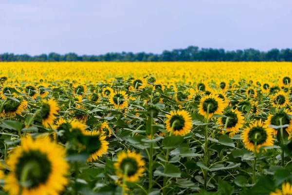 Underbar panoramautsikt fält av solrosor på sommaren — Stockfoto